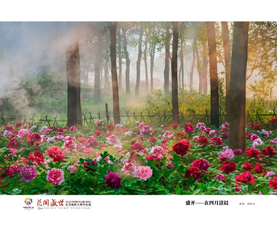 （菏澤市曹州牡丹園。圖片來源：菏澤市攝影家協(xié)會郝傳云）